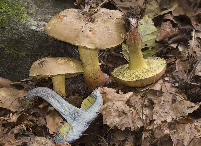 Boletus pulverulentus